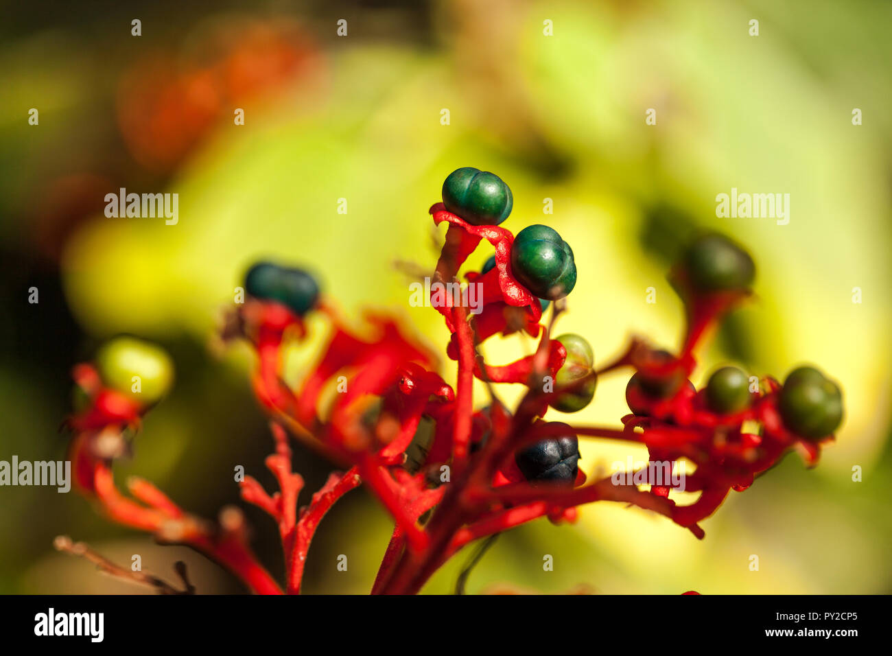 Erythrina speciosa Stock Photo