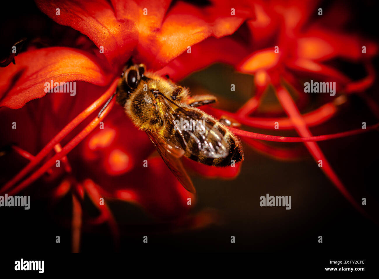 Erythrina speciosa with spanish honey bee Stock Photo