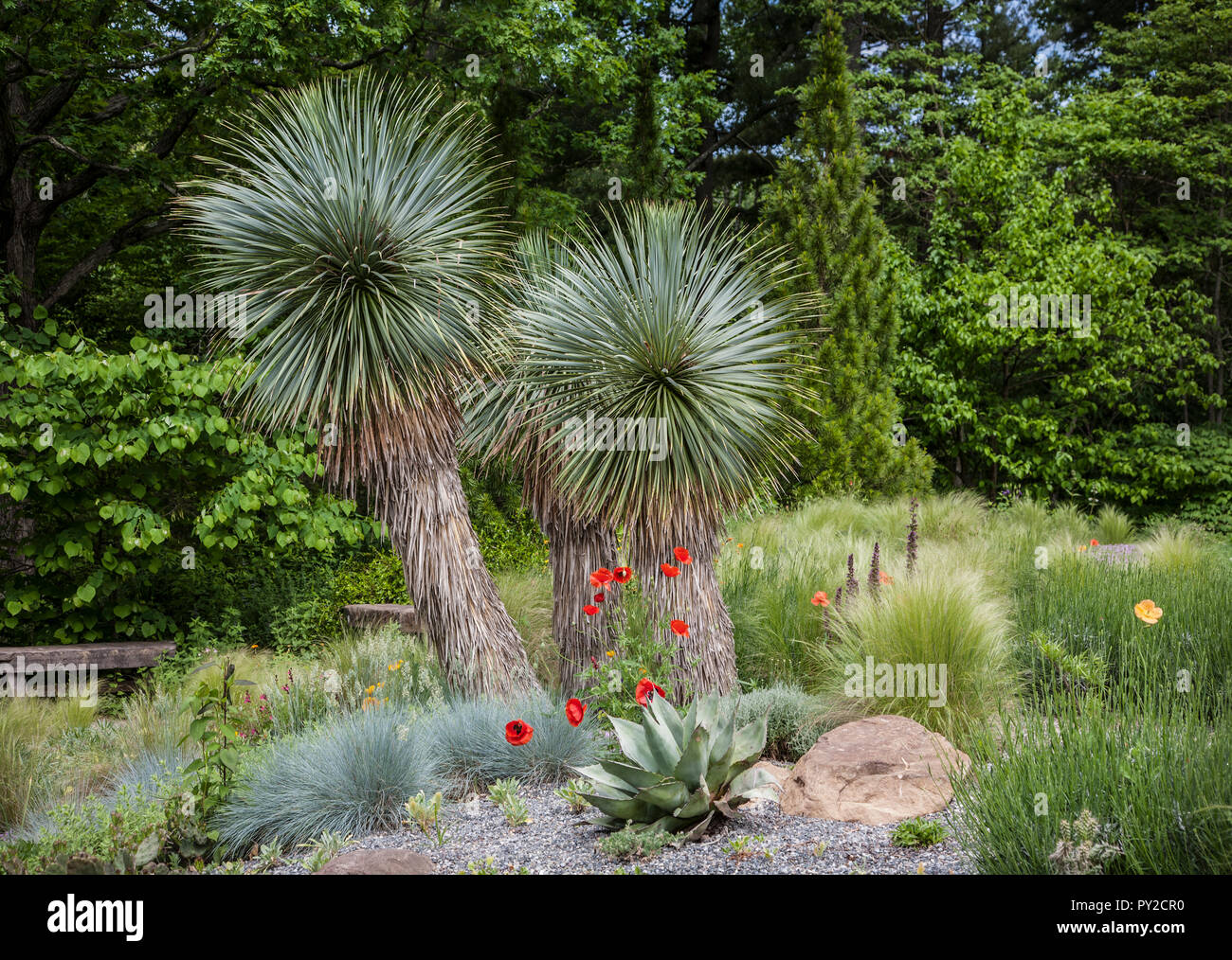 Cactus desert Garden, Chanticleer Gardens, Wayne, Pennsylvania, USA, formal botanical garden, plants oriental poppies geometric planting, flowers US Stock Photo