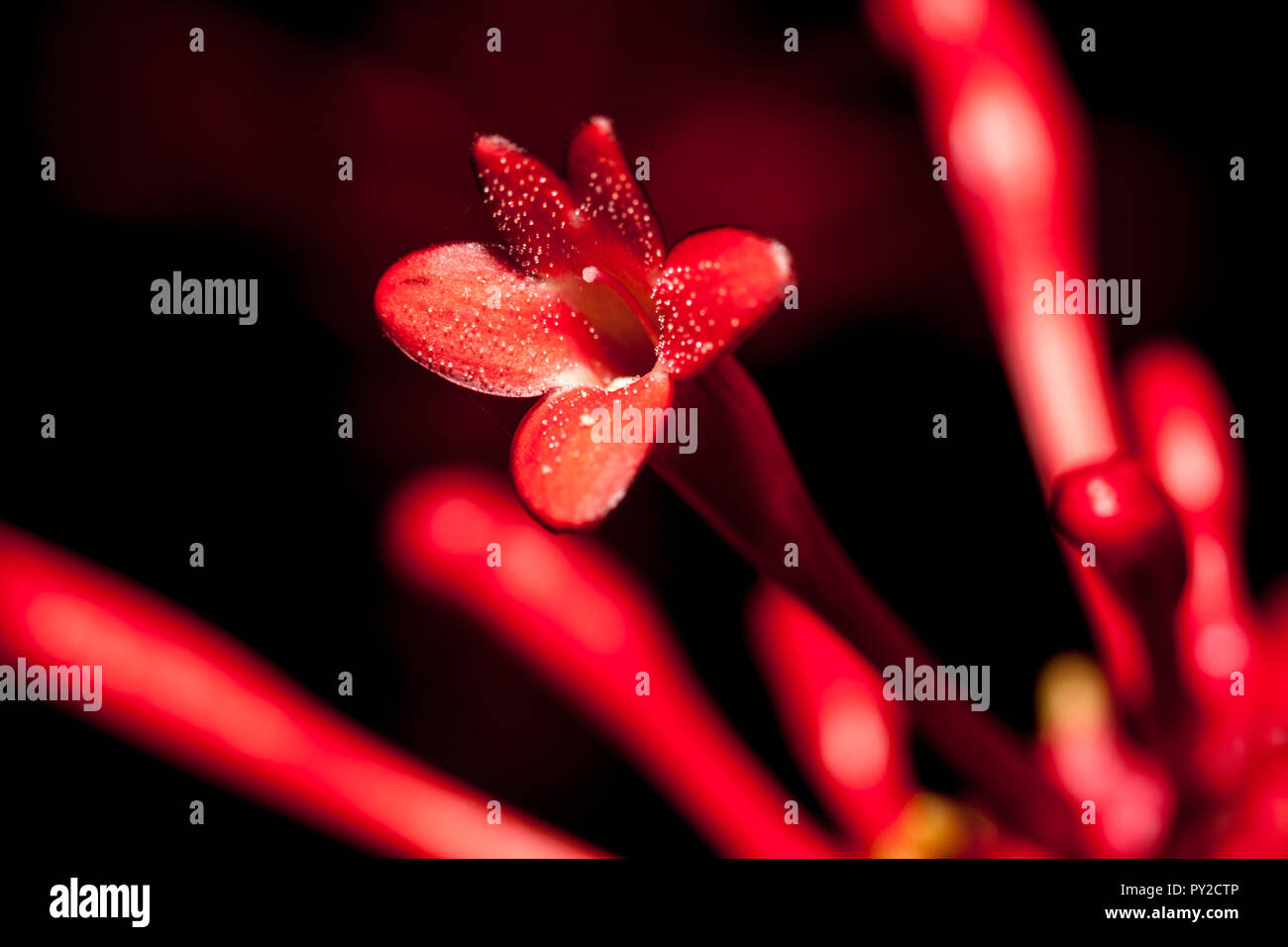 Odontonema tubaeforme Stock Photo