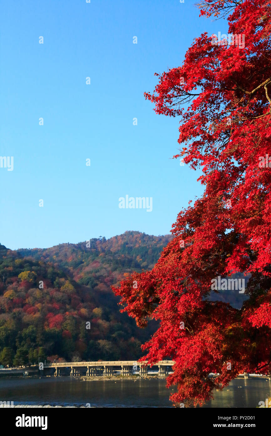 arashiyama-of-autumn-leaves-and-togetsu-bridge-stock-photo-alamy