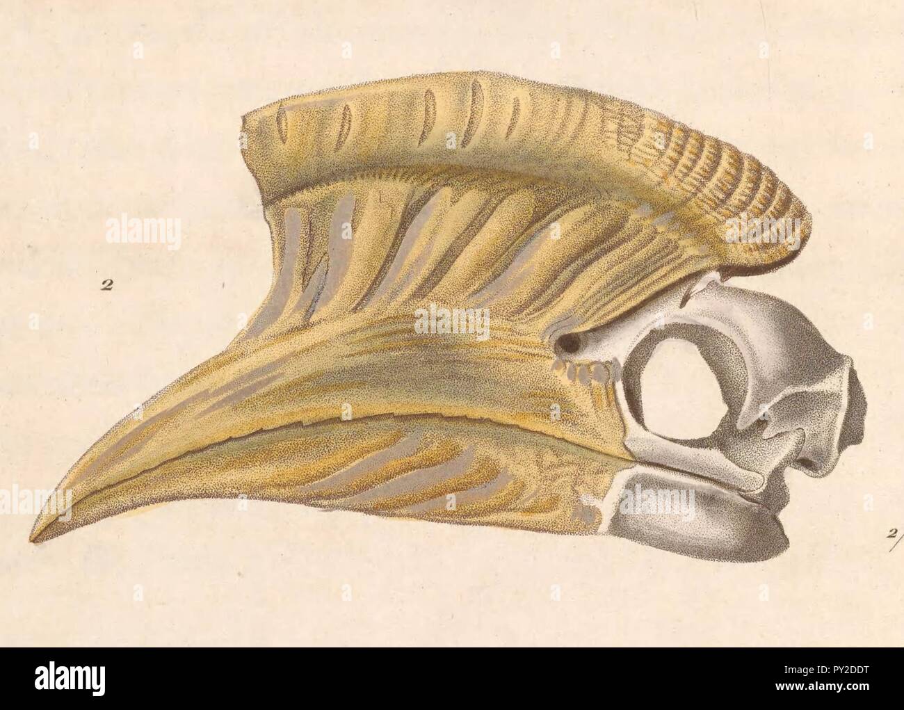 Bycanistes cylindricus 1838. Stock Photo