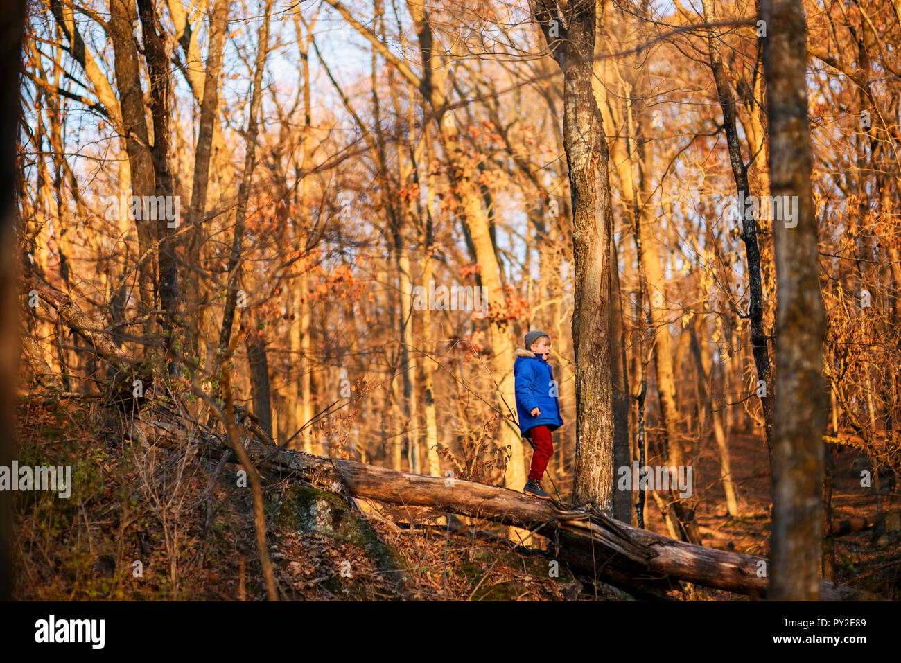 Boy standing on a fallen tree in the woods, United States Stock Photo