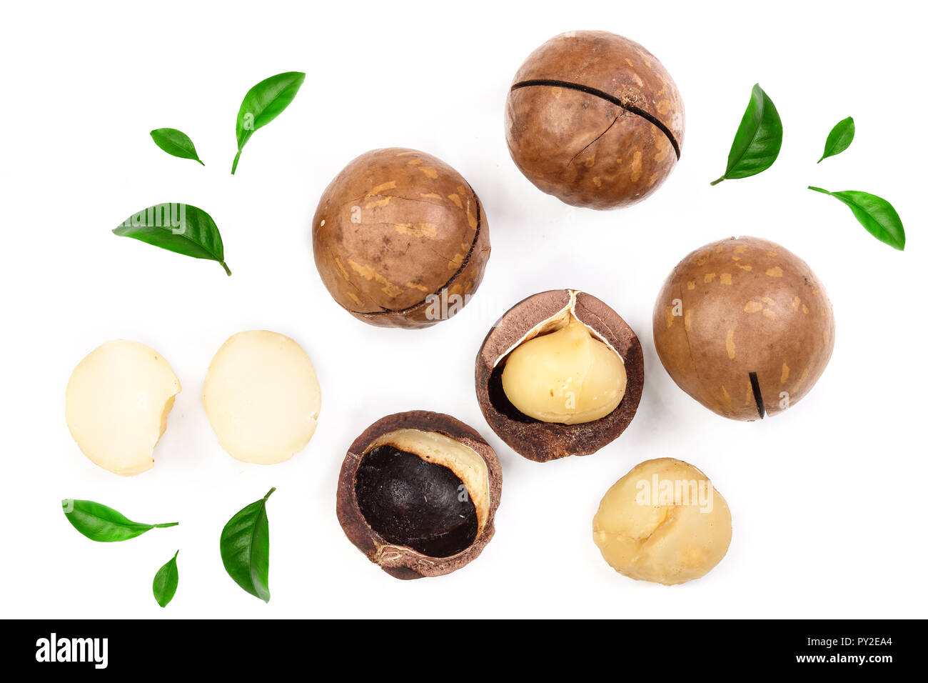 Как режут макадамию. Макадамия надрез на скорлупе. Макадамия 5 а. Макадамия как распиливают. Макадамия как открыть ключом.