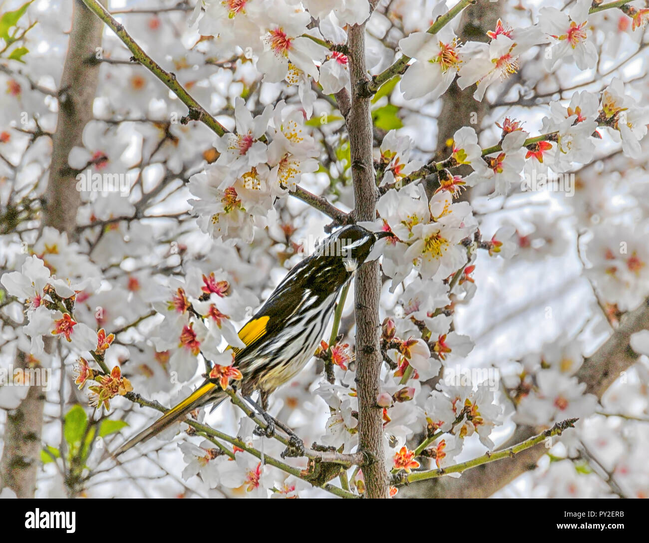 New Holland Honeyeater feeding in an apple Blossom tree, Australia