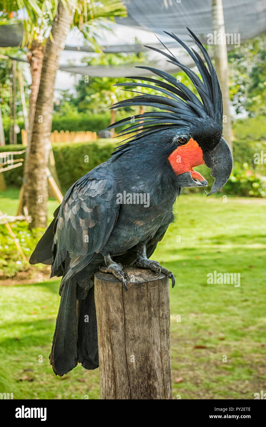 Portrait of a Palm Cockatoo (Probosciger aterrimus), Indonesia Stock Photo