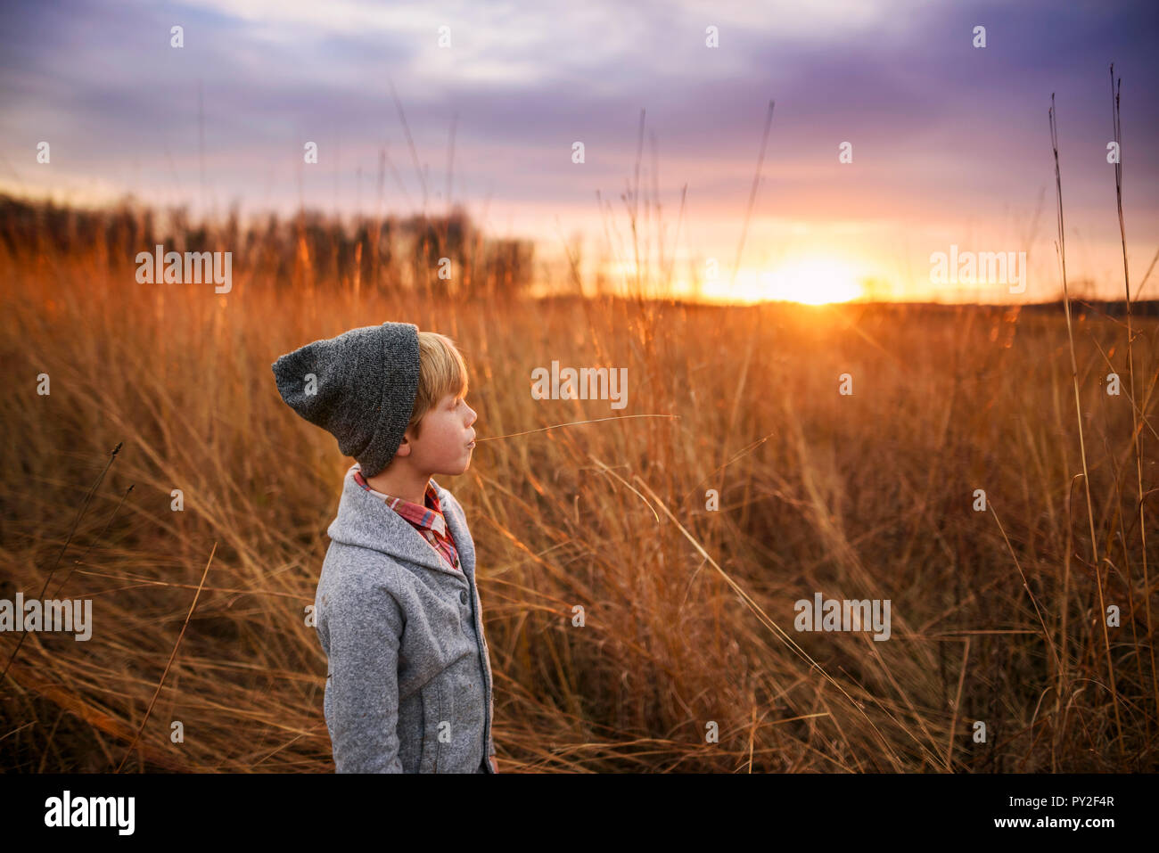 Boy standing in a field at sunset chewing a piece of long grass, United States Stock Photo