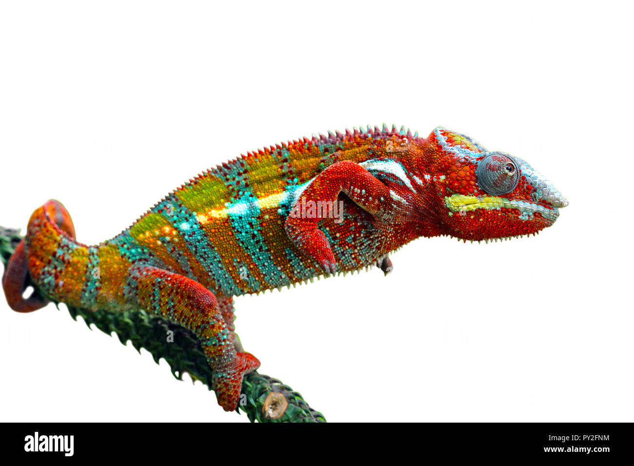 Panther chameleon on a branch, Indonesia Stock Photo
