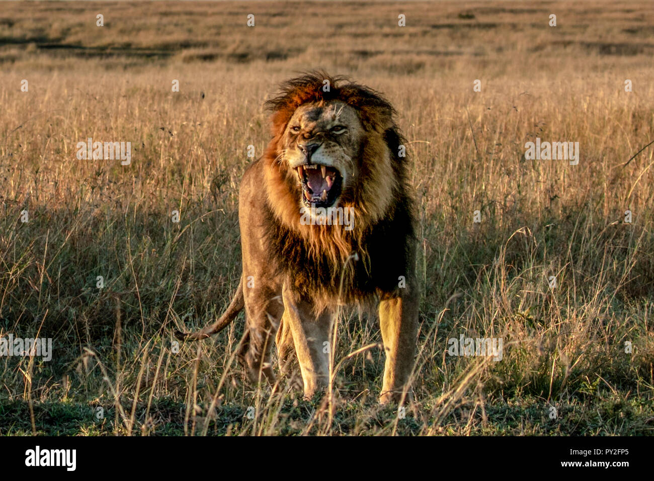 Roaring Lion Standing In A High Resolution Stock Photography and Images ...