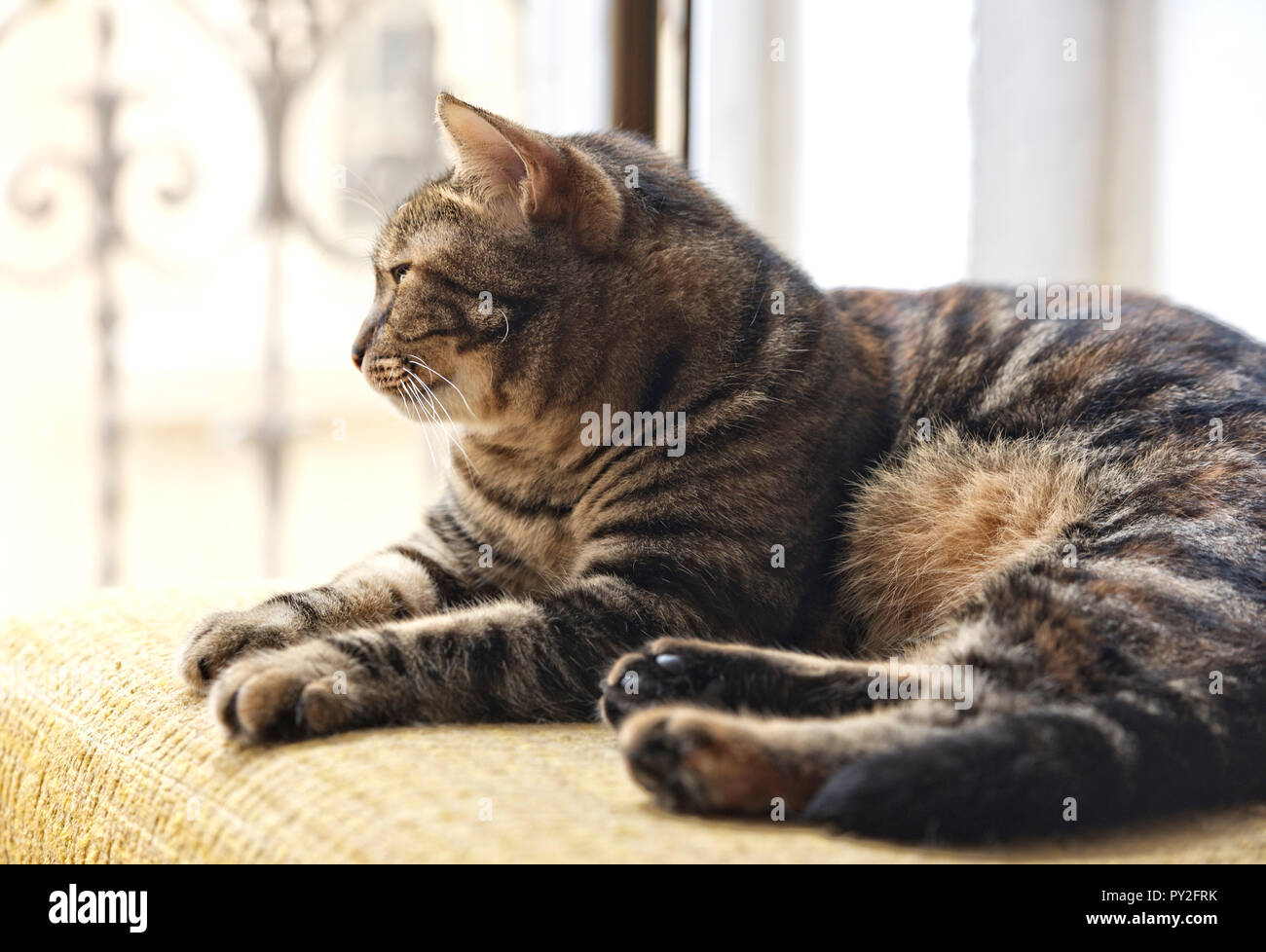 Cat lying on a chair by a window Stock Photo - Alamy