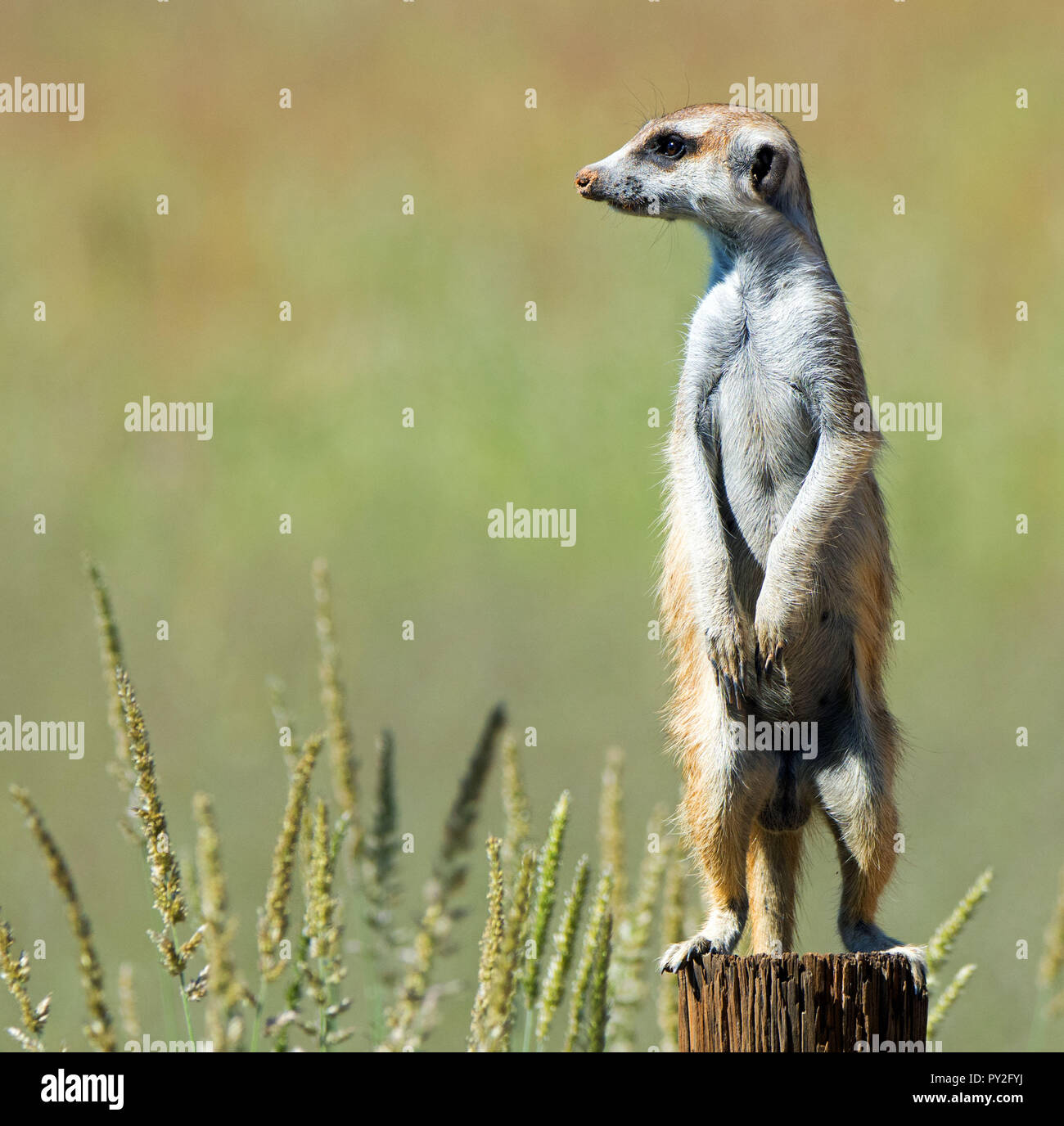 Portrait Of A Meerkat On The Lookout South Africa Stock Photo Alamy