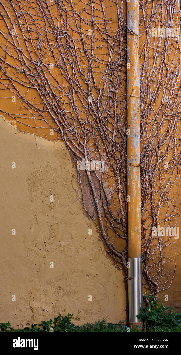 Plant growing up a wall Stock Photo Alamy