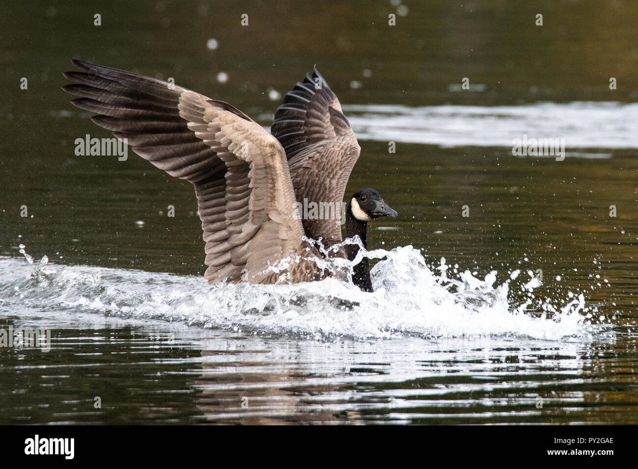 Canada Goose landing on lake, Canada Stock Photo Alamy