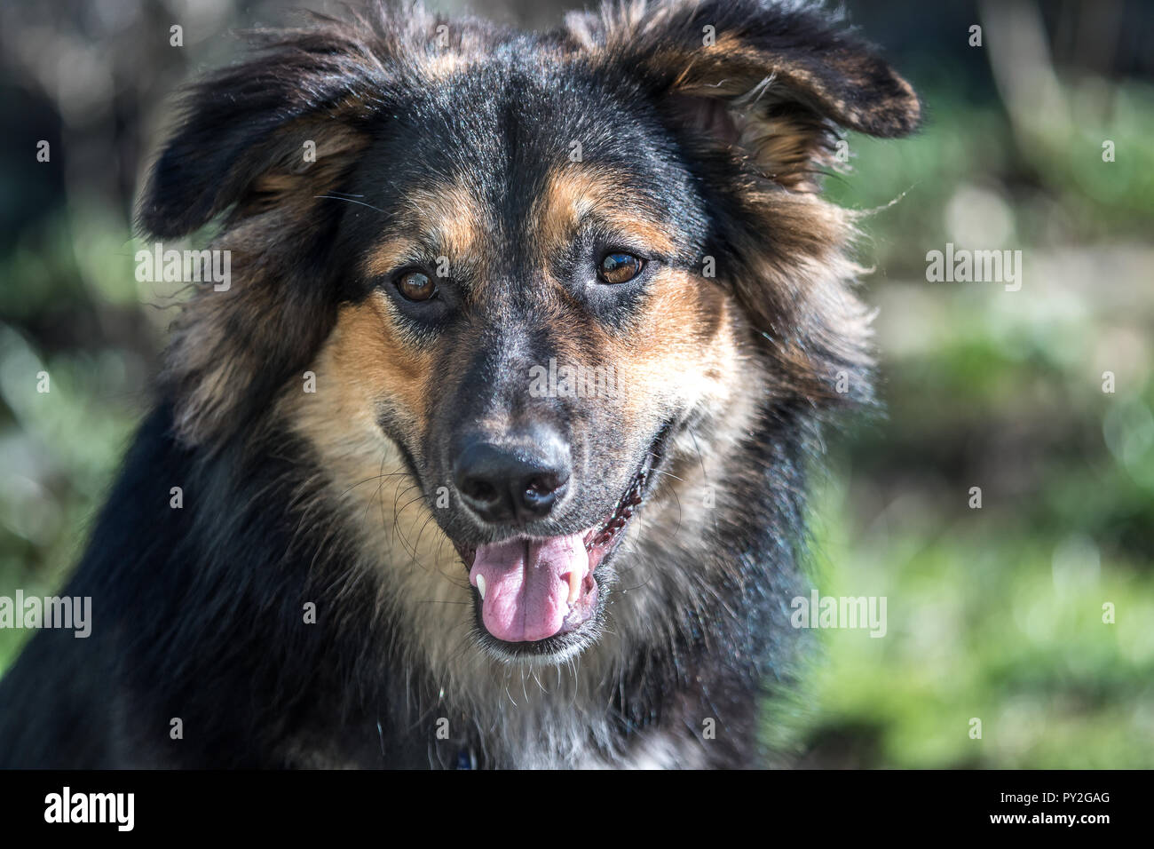German Shepherd Cross High Resolution Stock Photography And Images Alamy