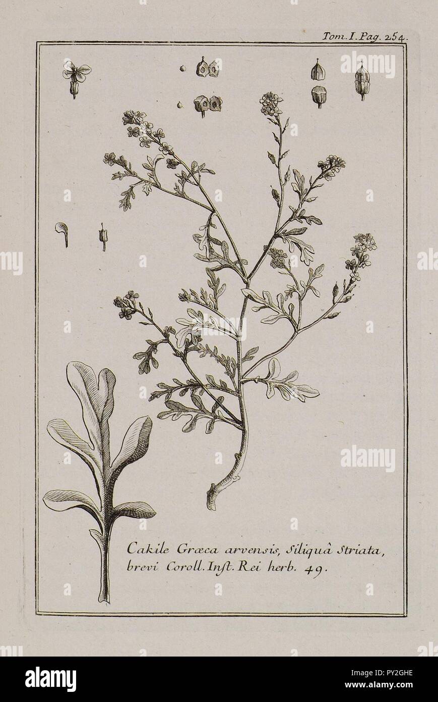 Cakile Graeca, arvensis, filiqua striata, brevi Coroll Inst Rei herb 49 - Tournefort Joseph Pitton De - 1717. Stock Photo