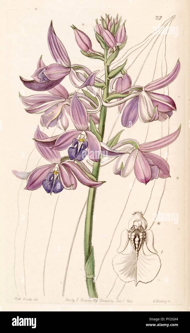 Calanthe sylvatica (as Calanthe masuca) - Edwards vol 30 (NS 7) pl 37 (1844). Stock Photo
