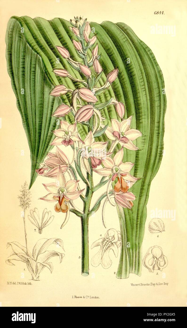 Calanthe sylvatica (as Calanthe natalensis) - Curtis' 111 (Ser. 3 no. 41) pl. 6844 (1885). Stock Photo