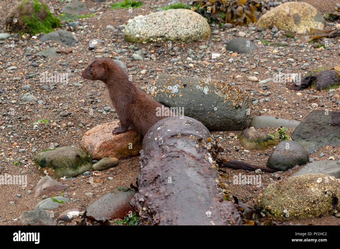 Portrait of an otter pup on a rock, Canada Stock Photo