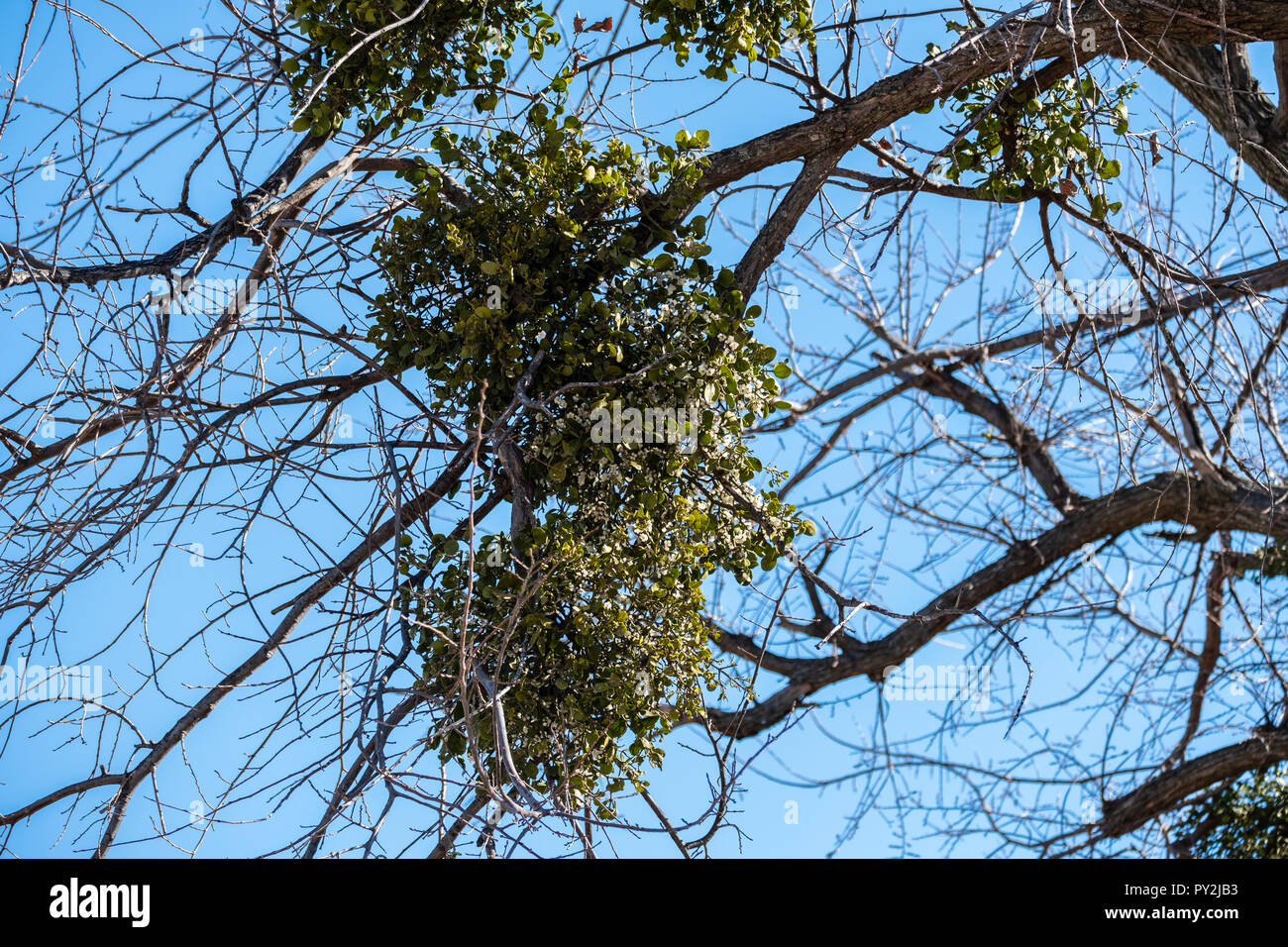 Phoradendron leucarpum, Mistletoe, an obligate hemiparastic plant on host tree in winter. State of Oklahoma official floral emblem. Oklahoma, USA. Stock Photo
