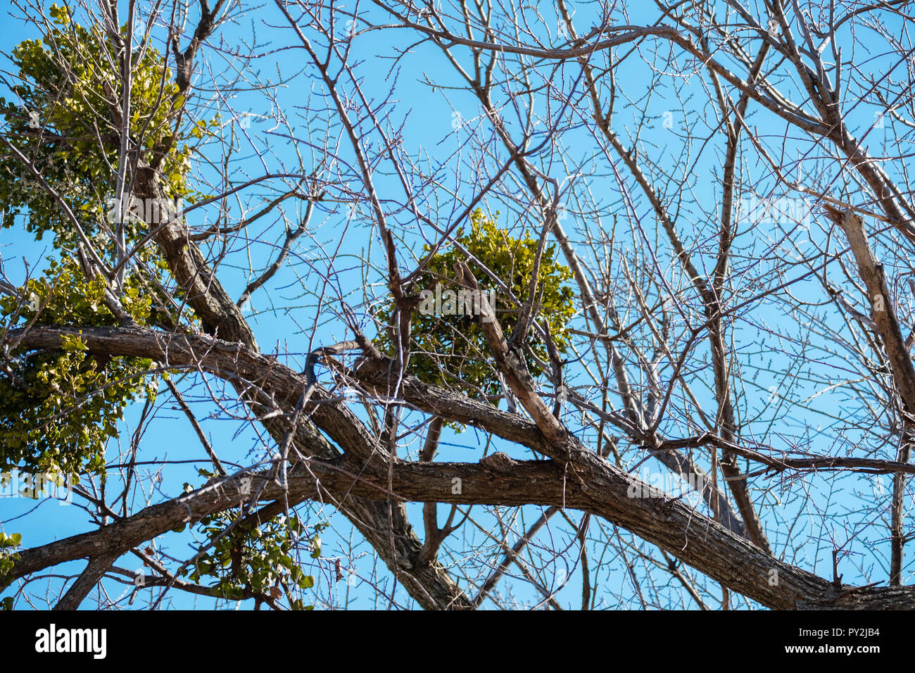 Mistletoe, an obligate hemiparastic plant on host tree in winter. State of Oklahoma floral emblem. Oklahoma, USA. Stock Photo