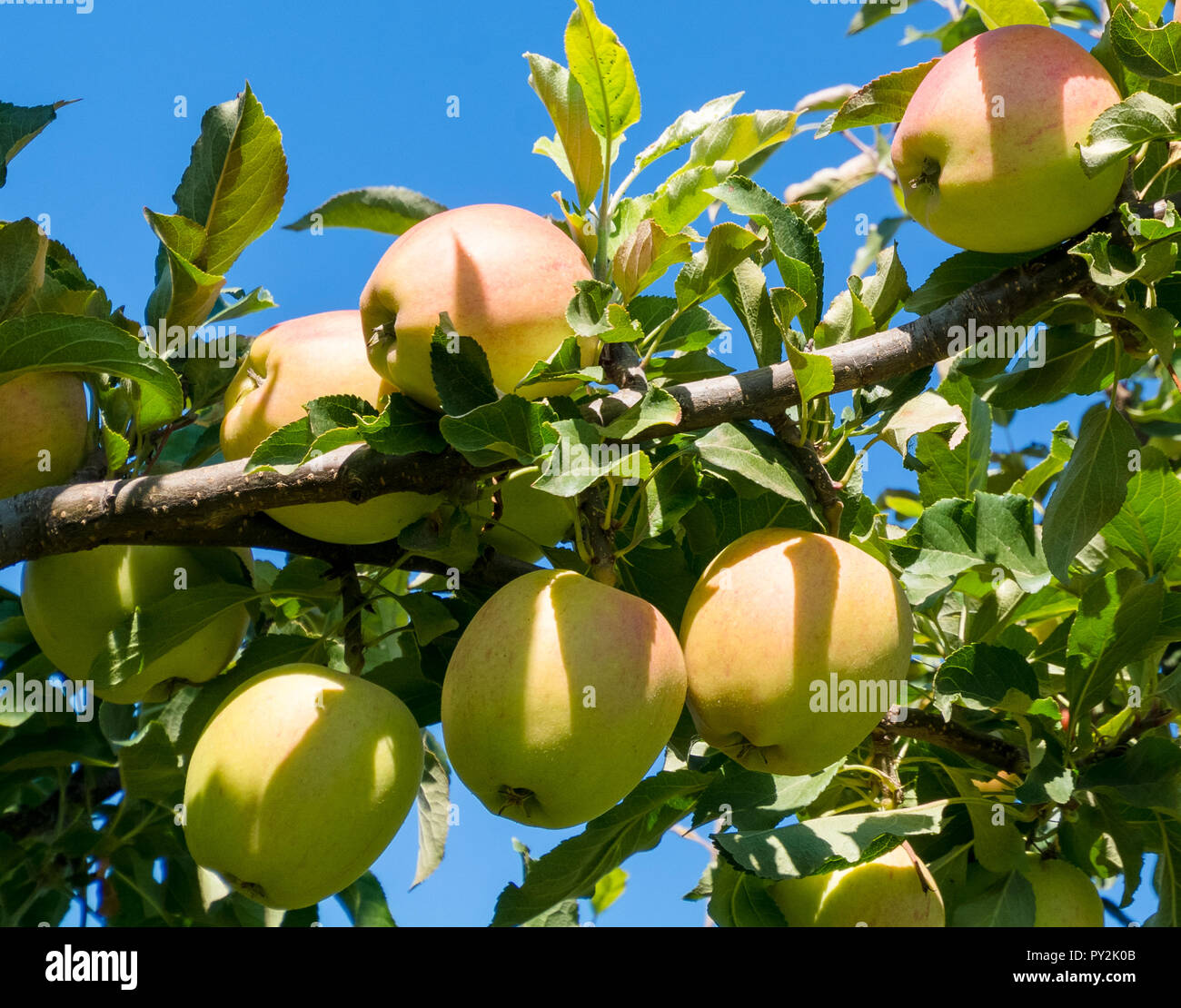 Ripen apples on a tree branch. Apple harvest in fruit orchard Stock ...