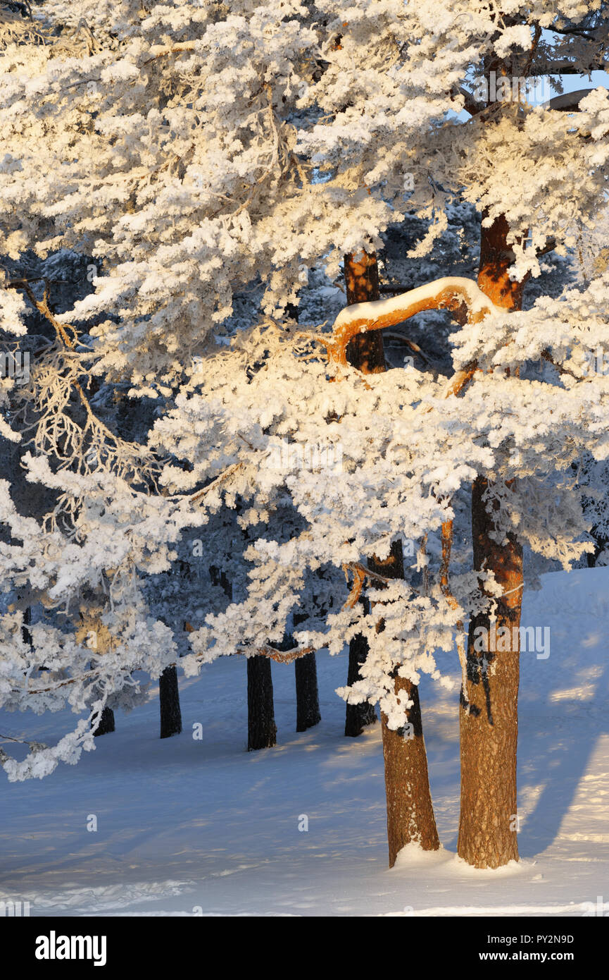 Snow covered pine trees Stock Photo - Alamy