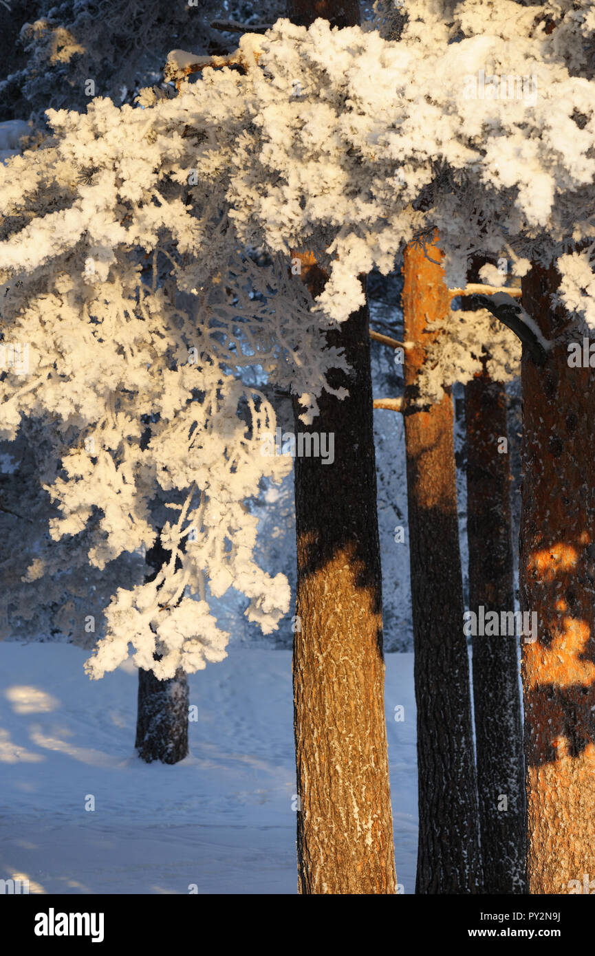 Snow covered pine trees Stock Photo - Alamy