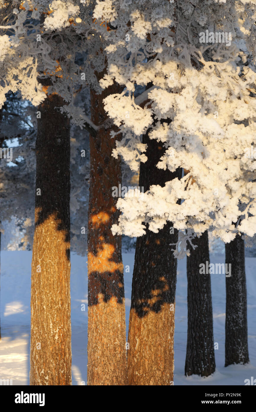 Snow covered pine trees Stock Photo - Alamy