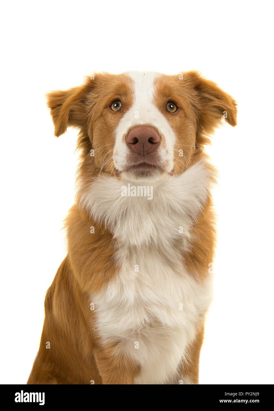 Portrait of a EE-red border collie dog on a white background with mouth  closed looking up with eyes Stock Photo - Alamy