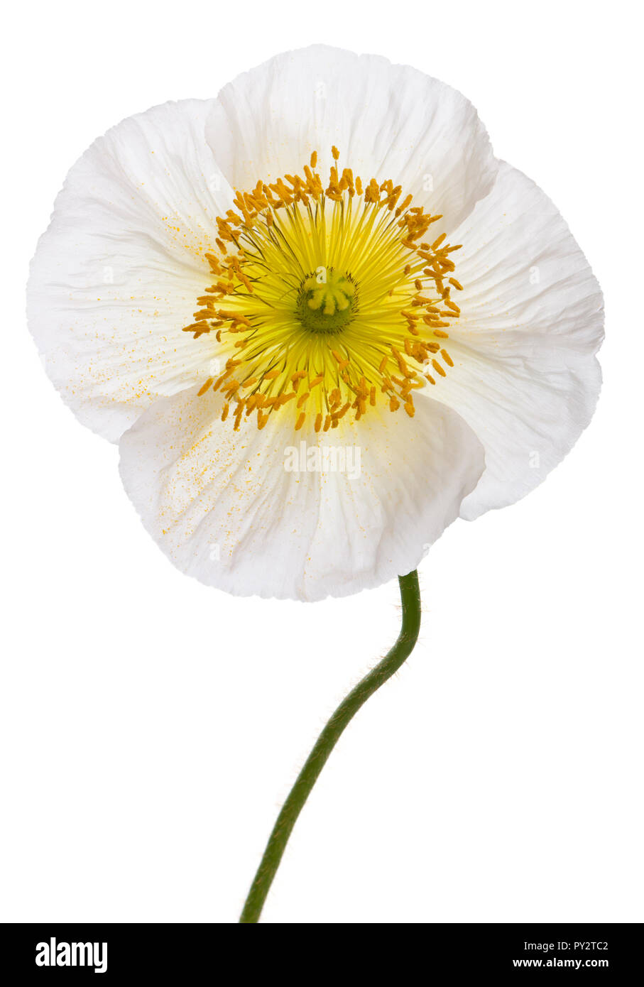 Close-up of White Alpine poppy, Papaver alpinum, in front of white background Stock Photo
