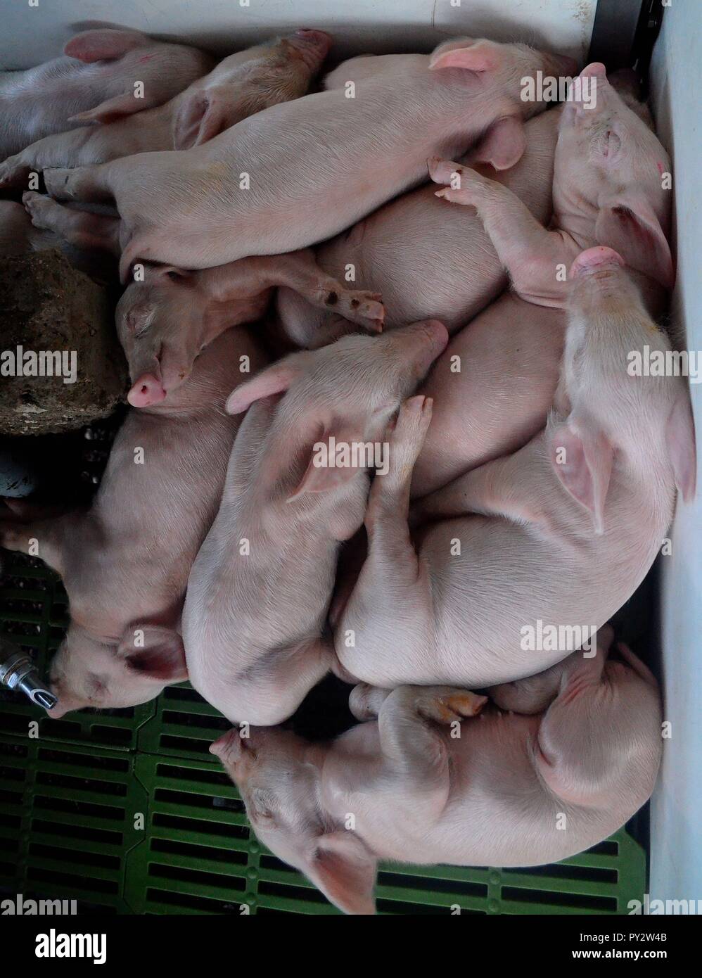 A bunch of pigs huddled together to prevent being cold and sleeping next to their mother while they await to be sold. Stock Photo