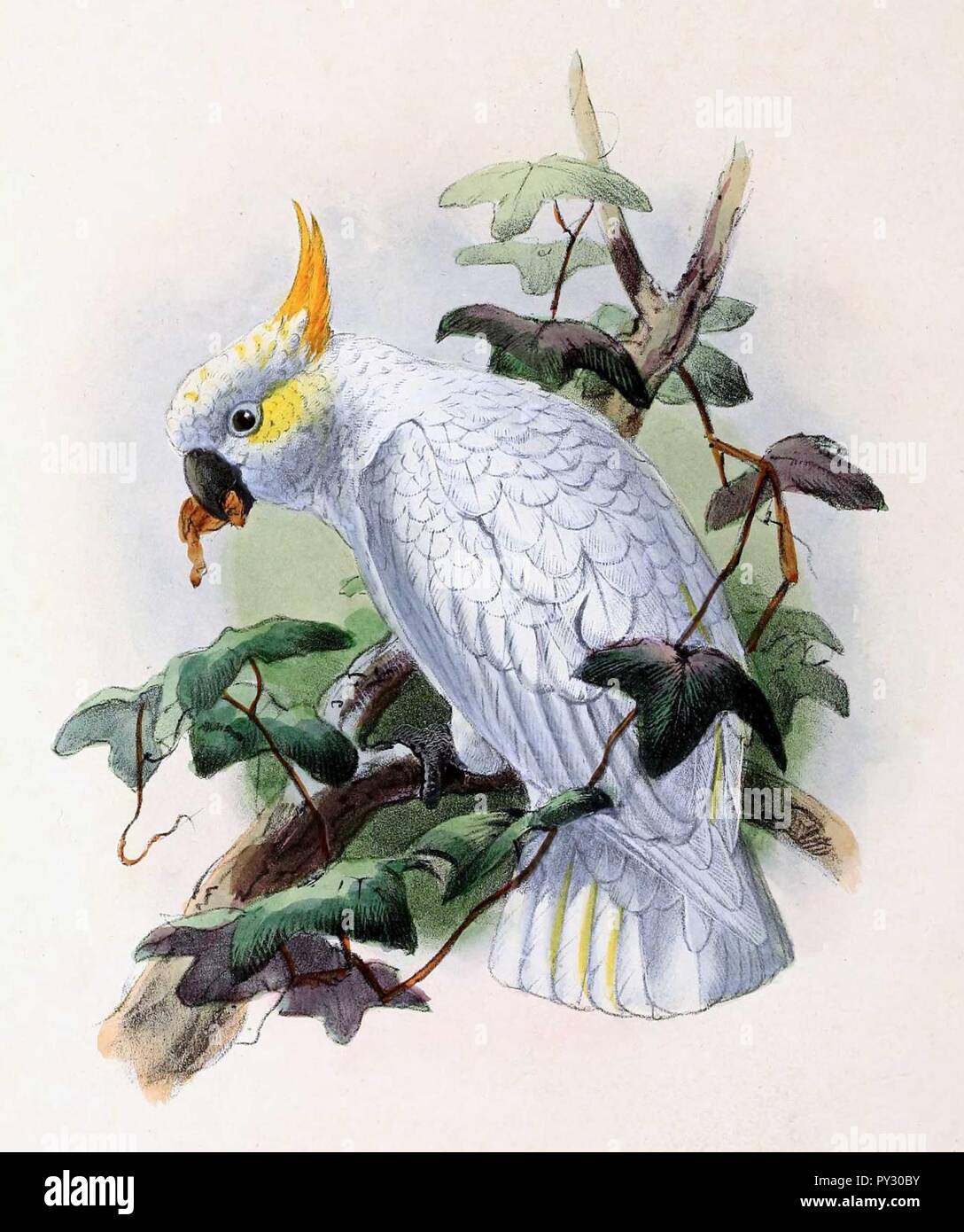 Cacatua sulphurea citrinocristata 1876. Stock Photo