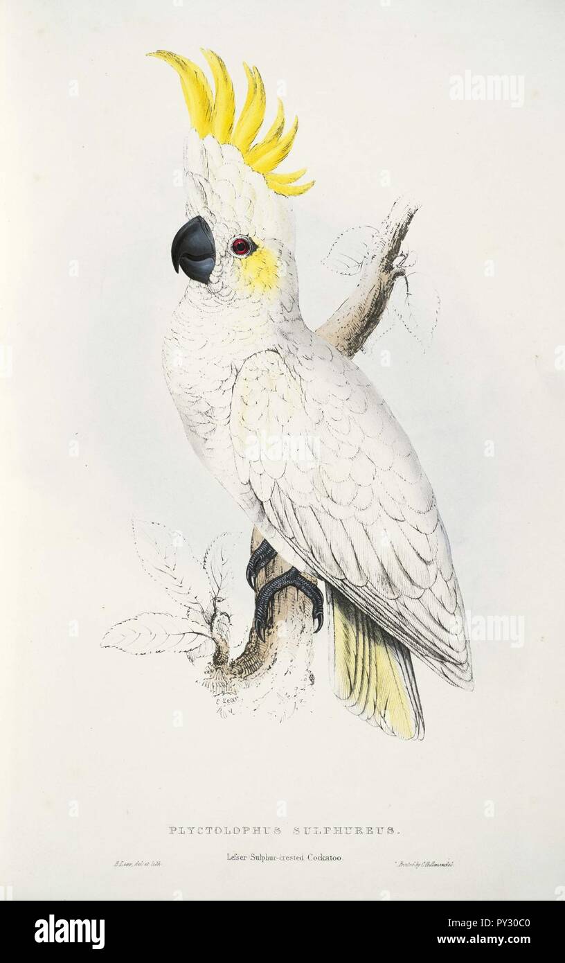 Cacatua sulphurea -Plyctolophus sulphureus Lesser Sulphur-crested Cockatoo -by Edward Lear 1812-1888. Stock Photo