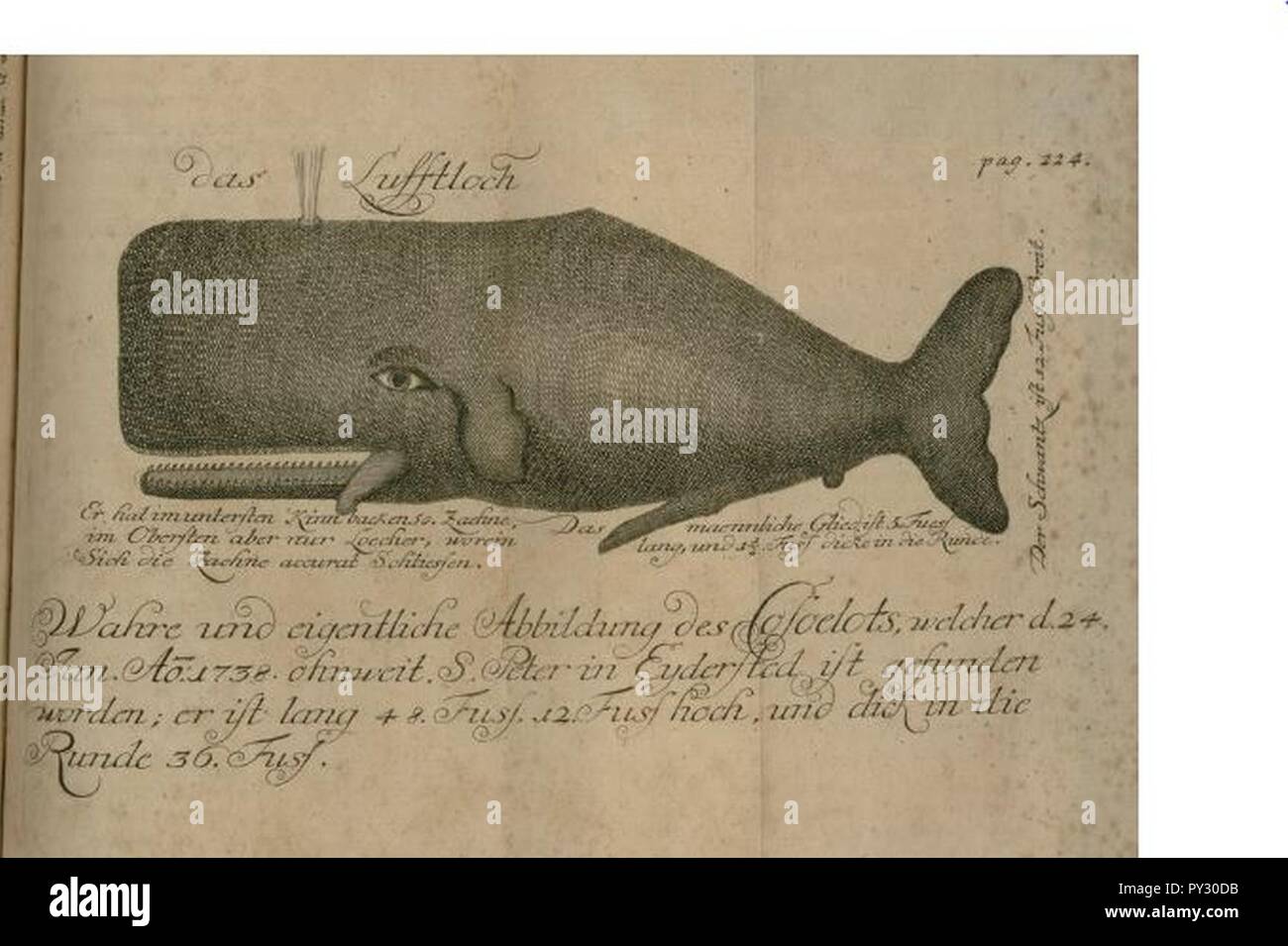 Cachalot - Sperm whale - Drawing by Johann Anderson 1746. Stock Photo