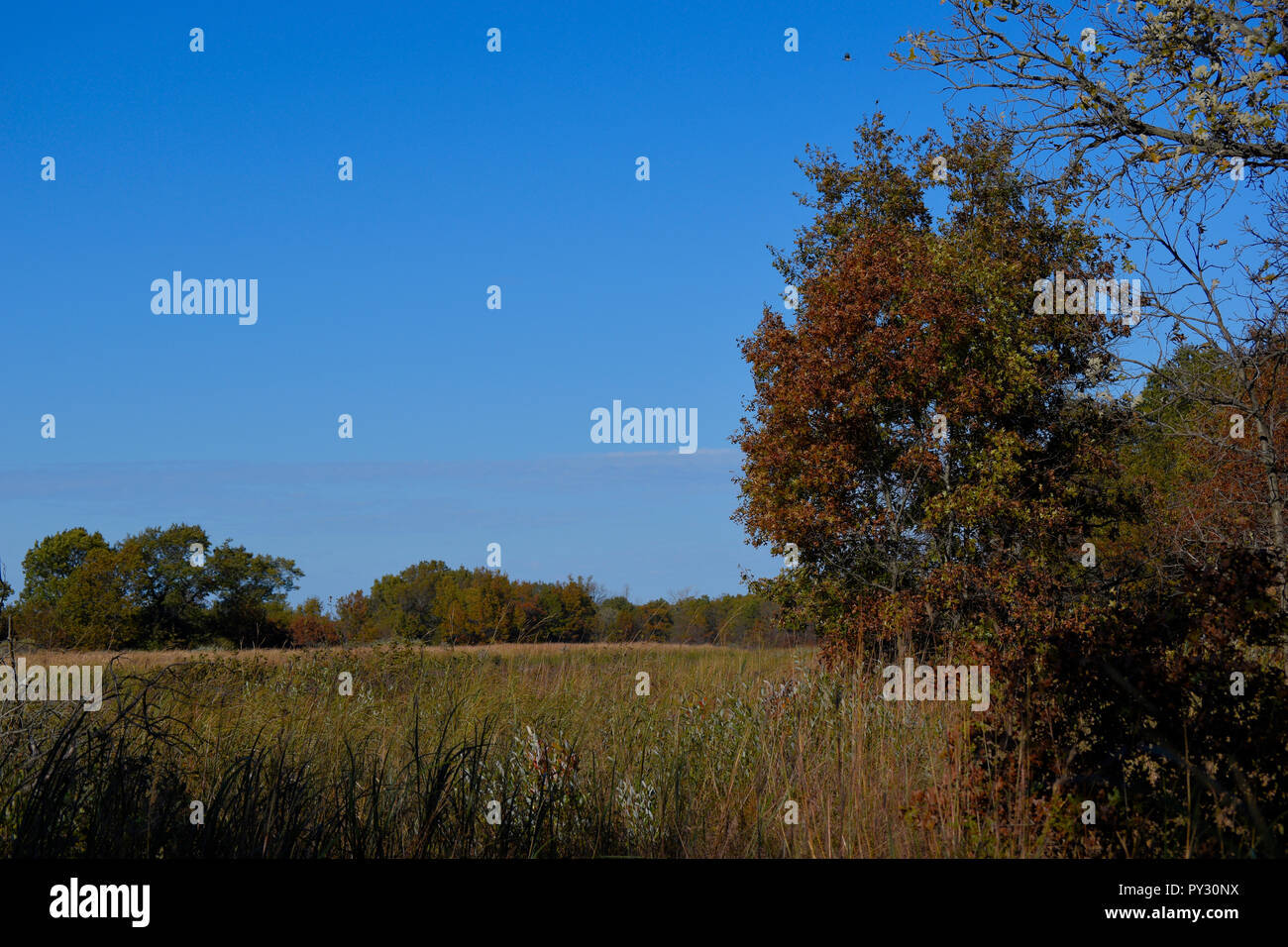 Autumn Leaves and Tress Stock Photo - Alamy