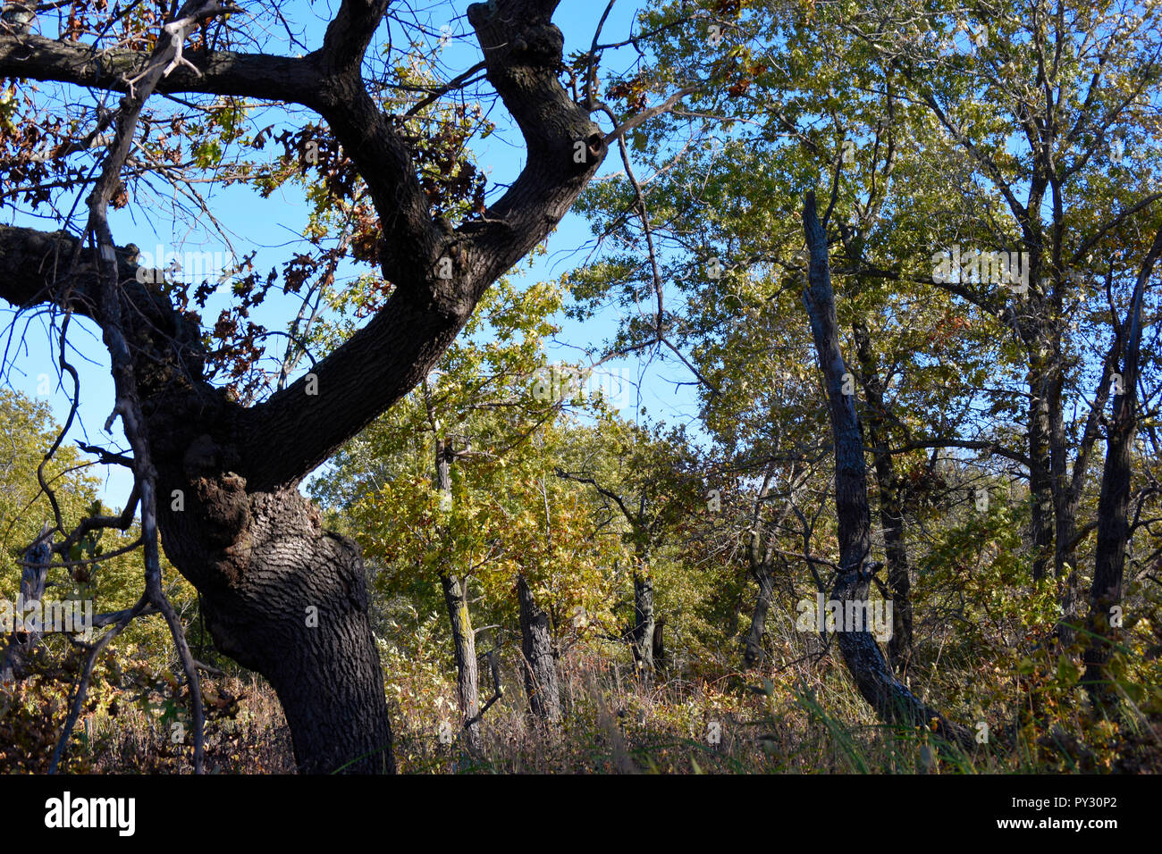 Autumn Leaves and Tress Stock Photo - Alamy