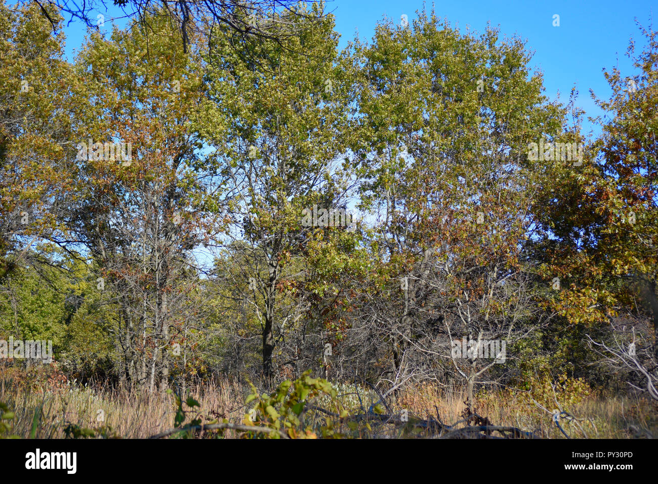 Autumn Leaves and Tress Stock Photo - Alamy