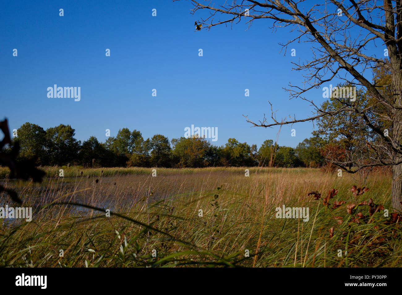 Autumn Leaves and Tress Stock Photo - Alamy