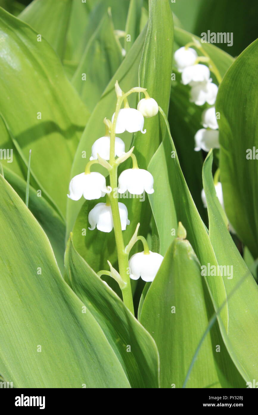 Lily of the valley Stock Photo