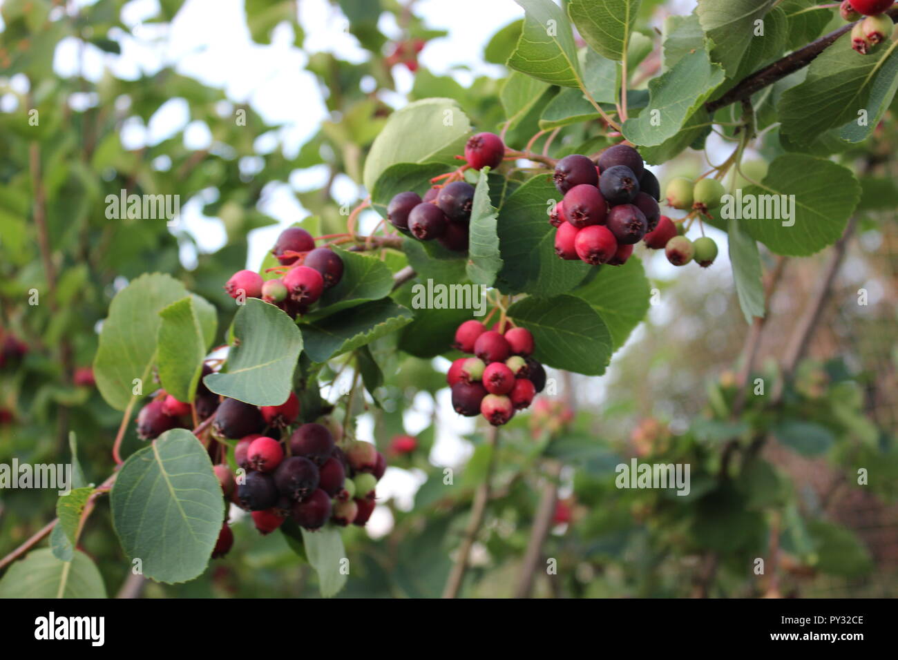 Clusters of seeds hi-res stock photography and images - Alamy