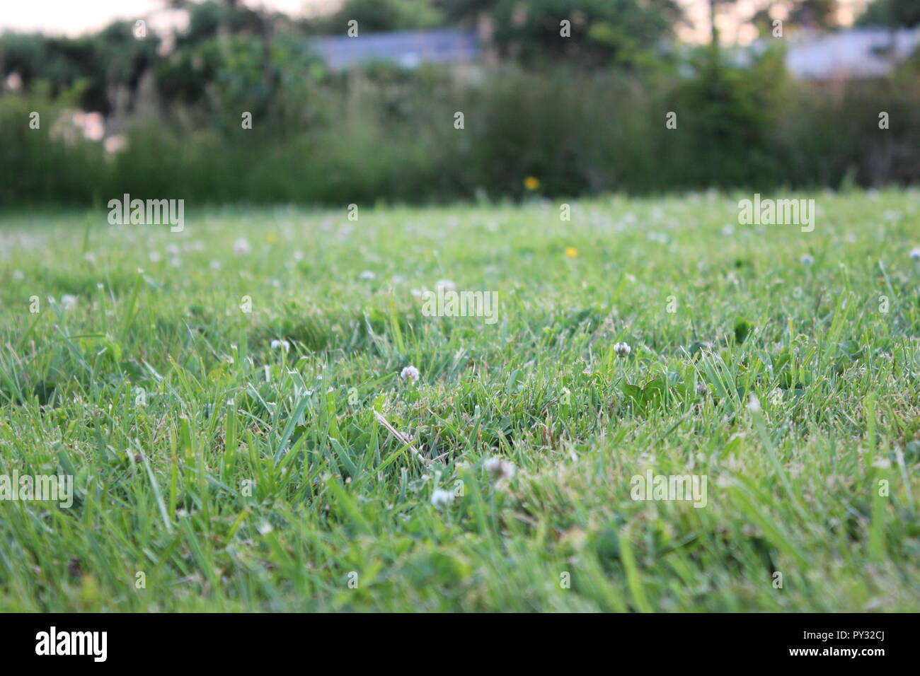 grassy field Stock Photo