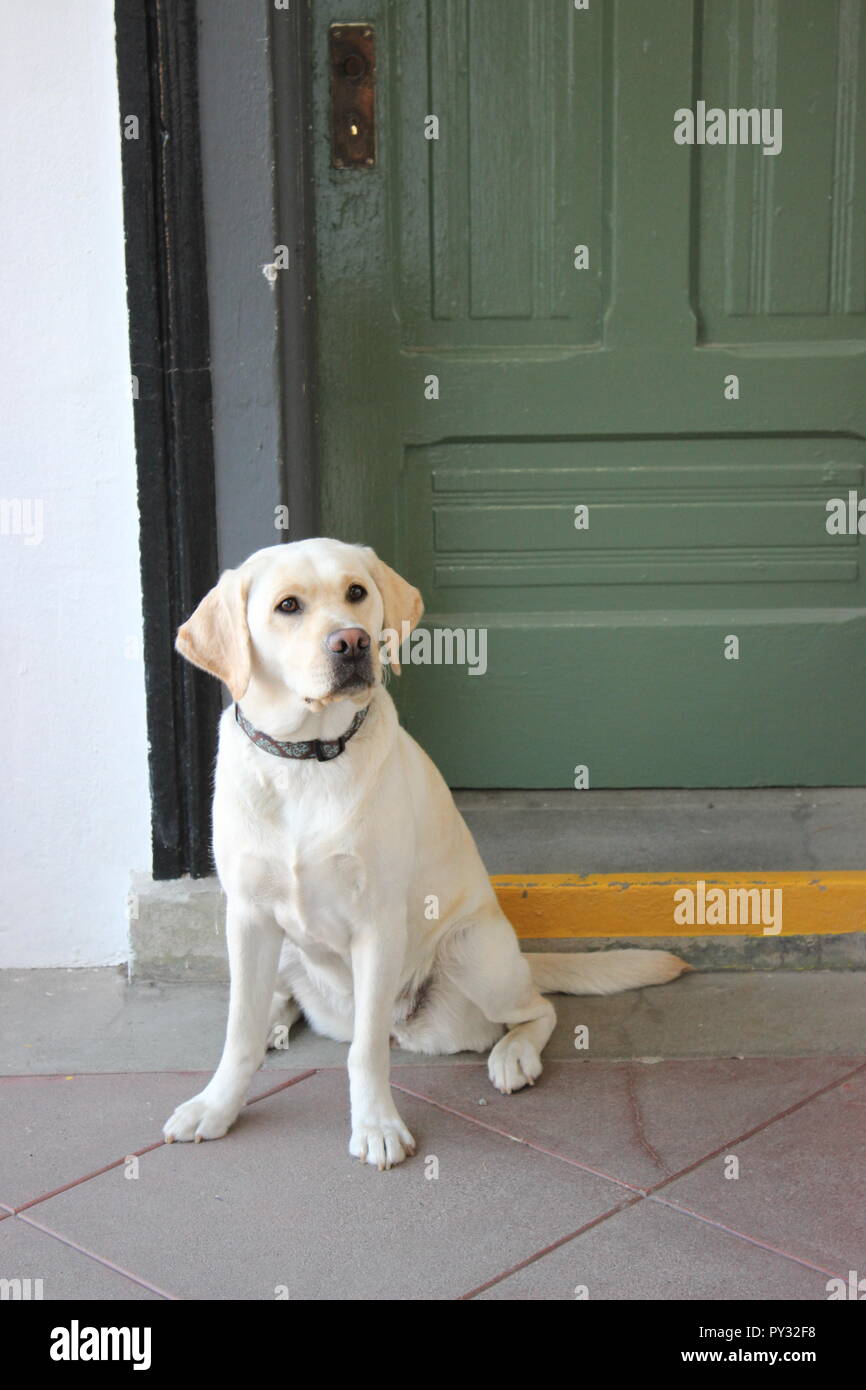 Pet Smart Entry Stock Photos Pet Smart Entry Stock Images Alamy
