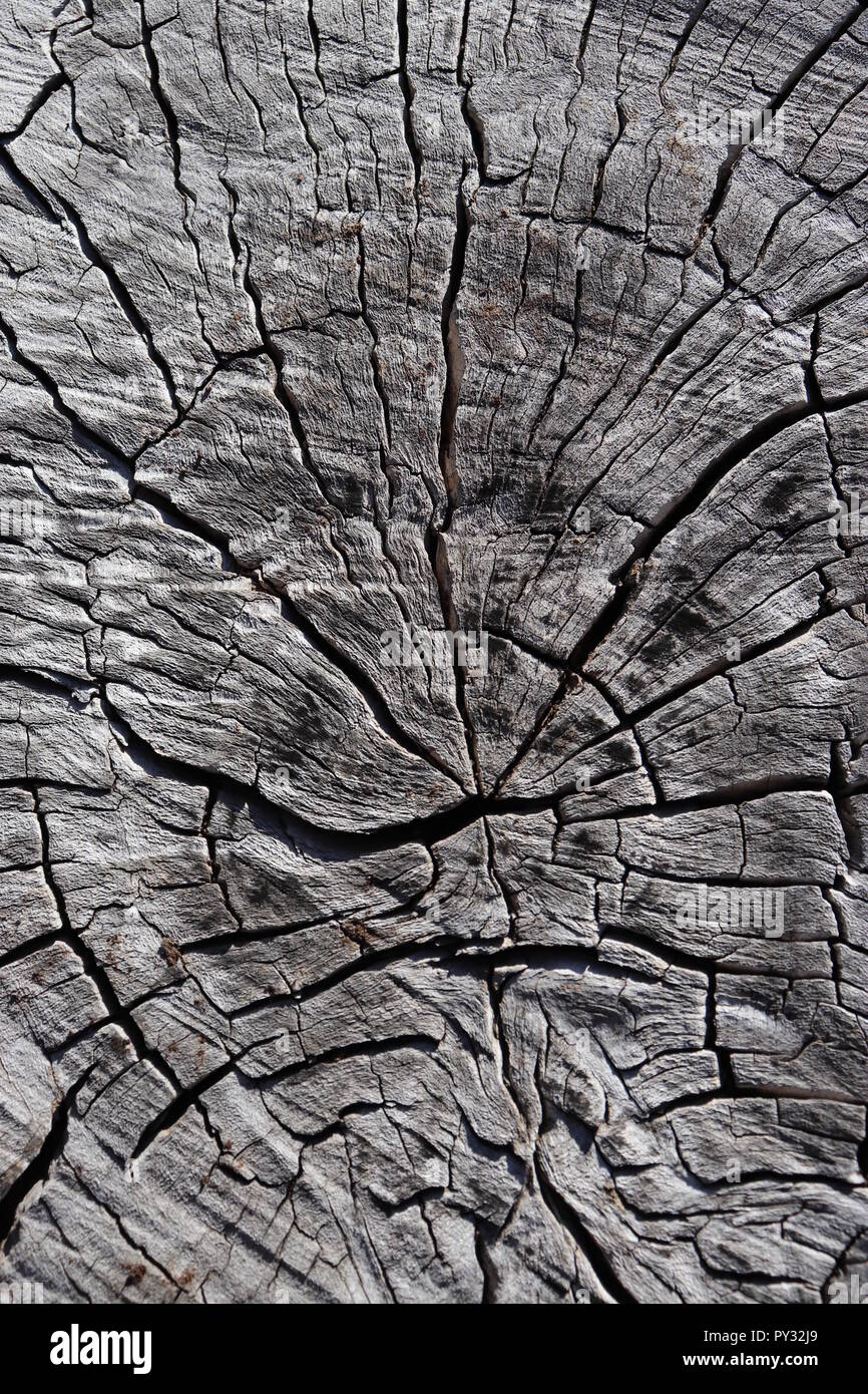 Light Natural Wood Texture,  for videogames, signs, visual design,  anything! Stock Photo