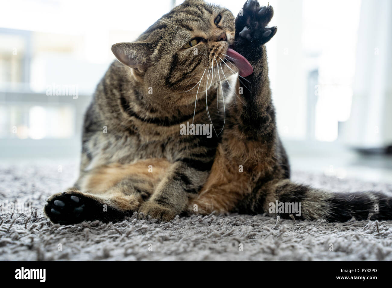 Neat cat and cat licking his paw showing tongue Stock Photo Alamy