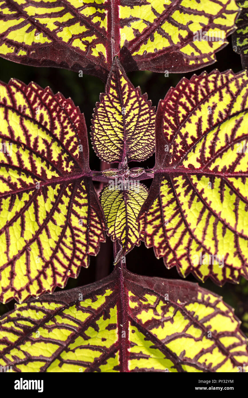 Fishnet stockings coleus hi-res stock photography and images - Alamy