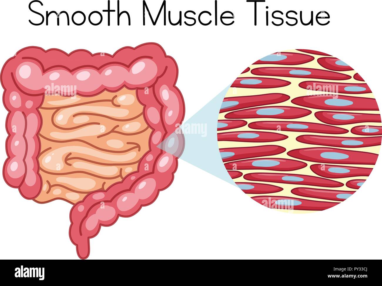 Smooth Muscle High Resolution Stock Photography And Images Alamy