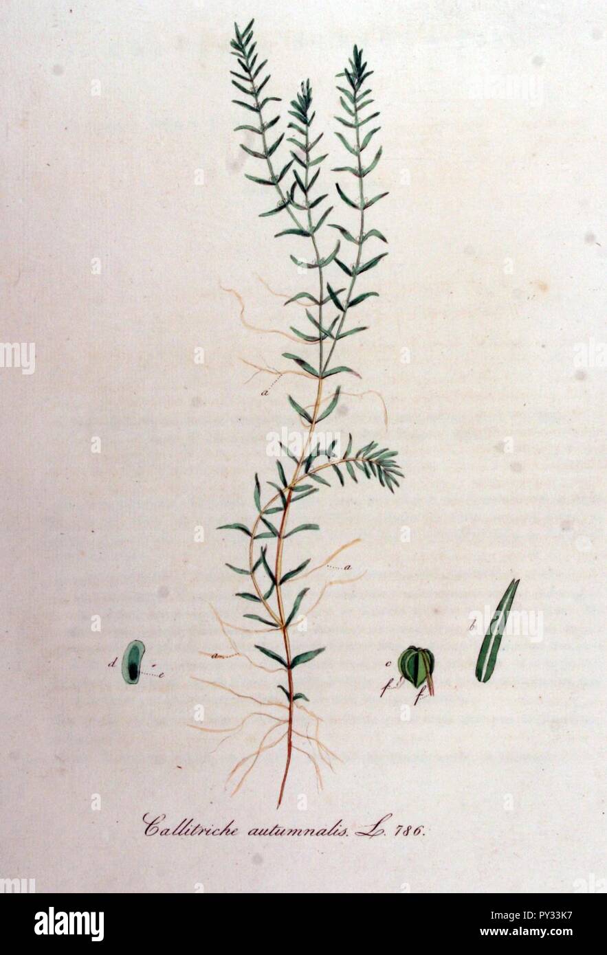 Callitriche autumnalis — Flora Batava — Volume v10. Stock Photo