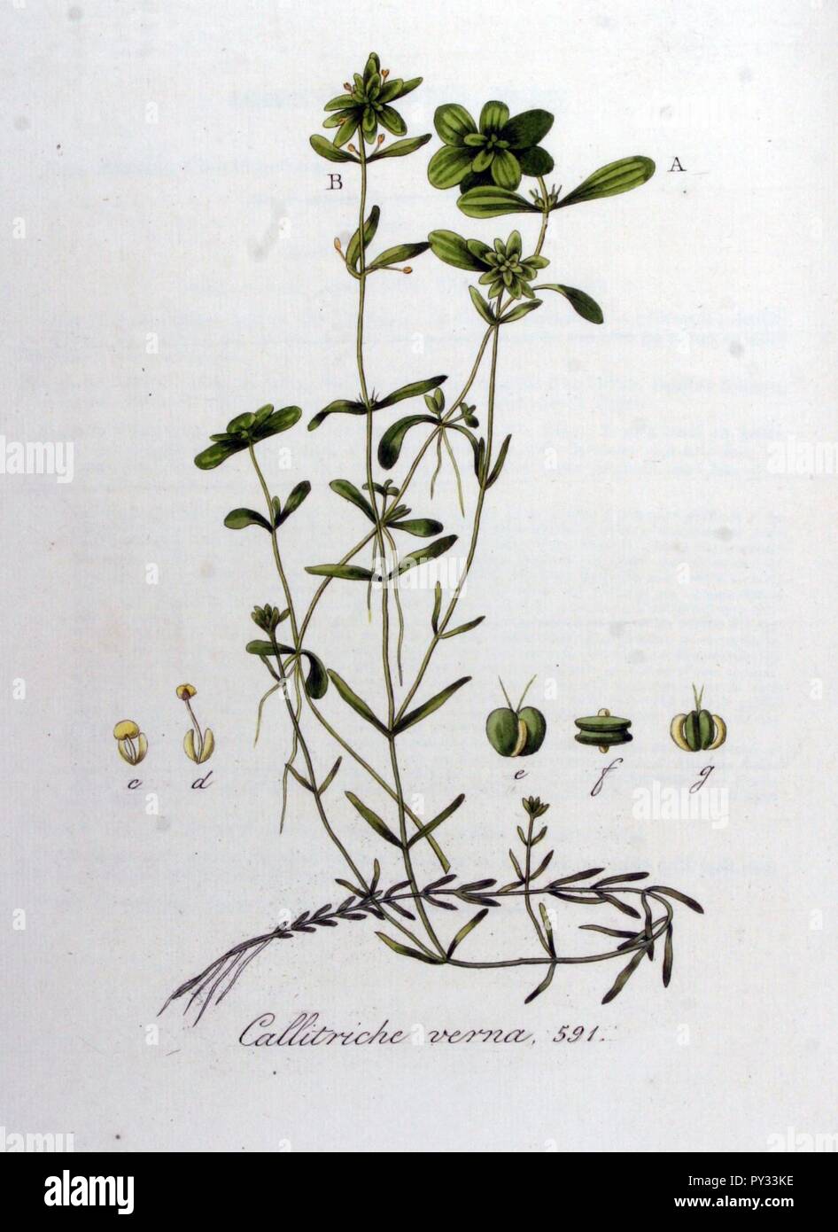Callitriche verna — Flora Batava — Volume v8. Stock Photo