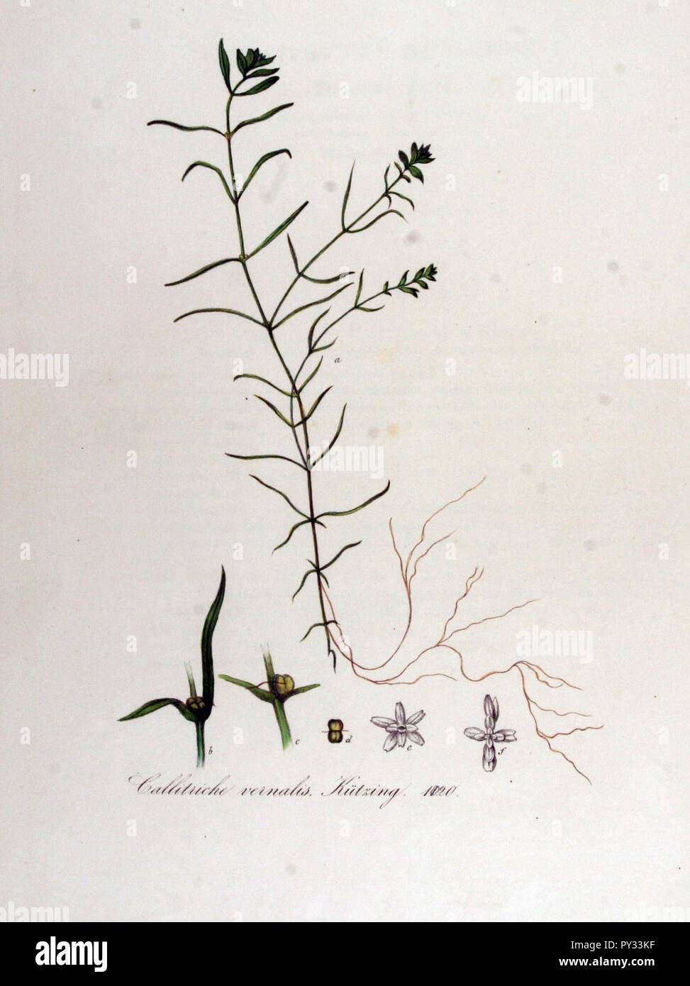 Callitriche vernalis — Flora Batava — Volume v13. Stock Photo