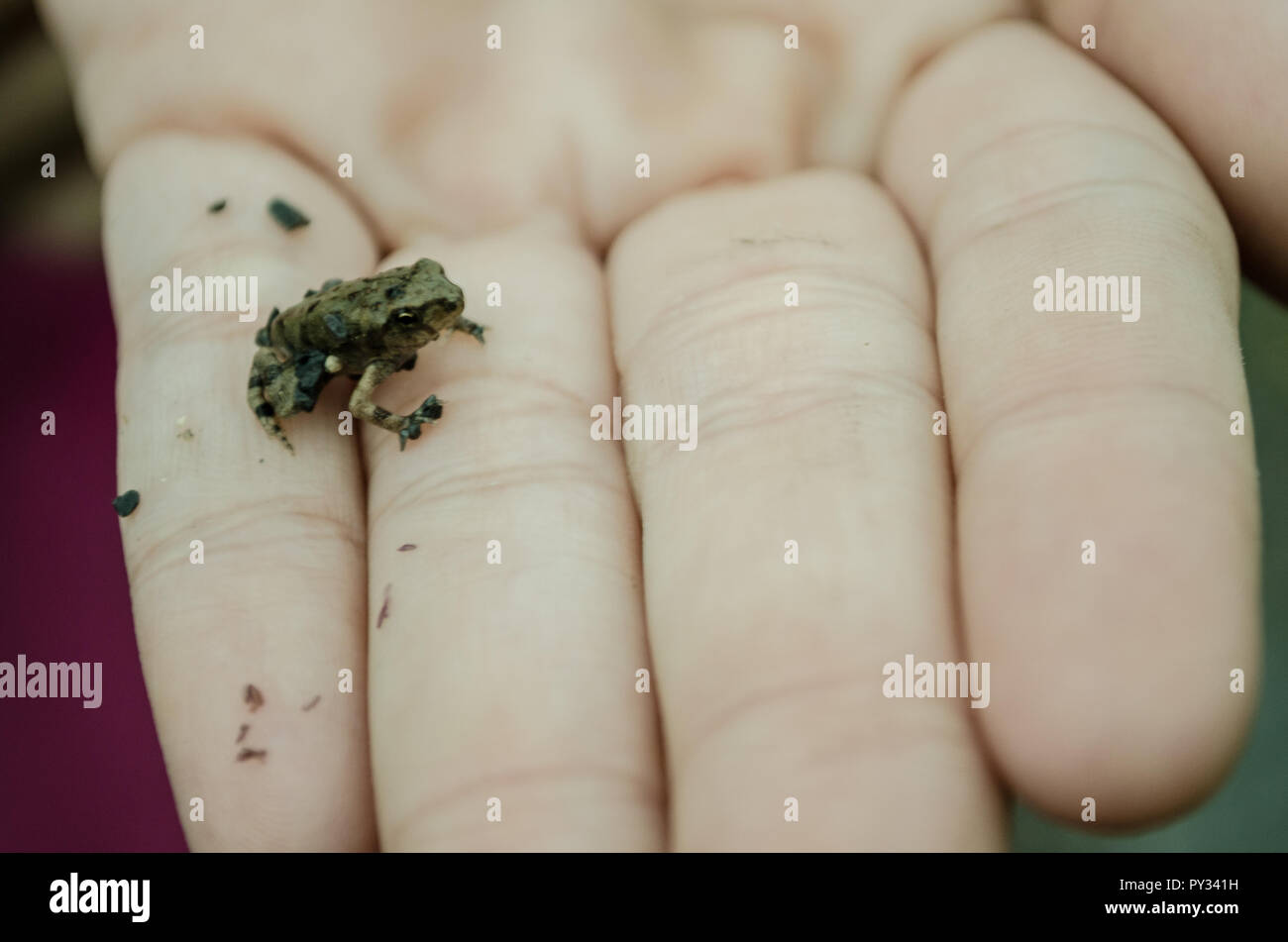 close up of a tadpole held by a woman's hand, small details of wildlife. Stock Photo